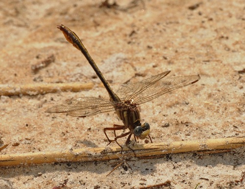 Male
2010_04_18_Brantley